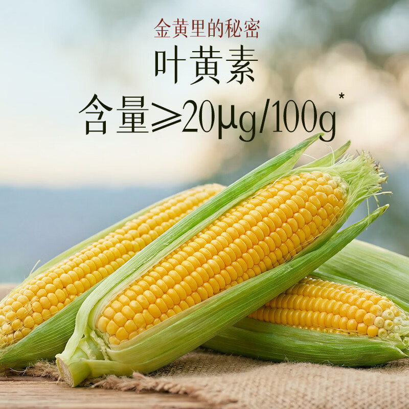 十月稻田 黄甜糯玉米 10根 4.4斤 东北甜黏玉米棒 杂粮礼盒 早餐苞米
