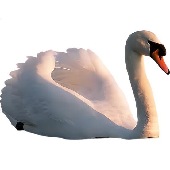 White Image 1