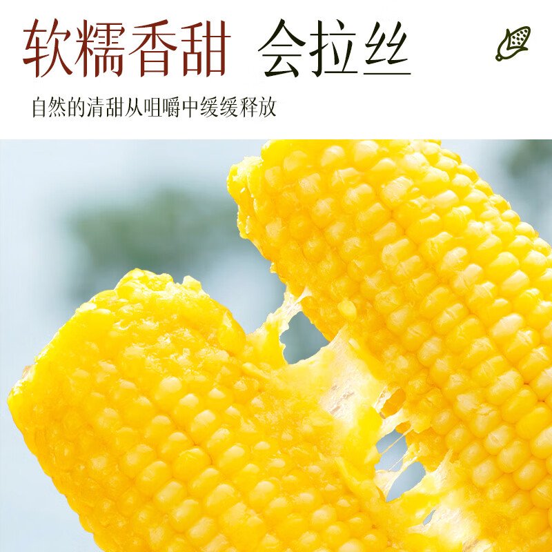 十月稻田 黄甜糯玉米 10根 4.4斤 东北甜黏玉米棒 杂粮礼盒 早餐苞米