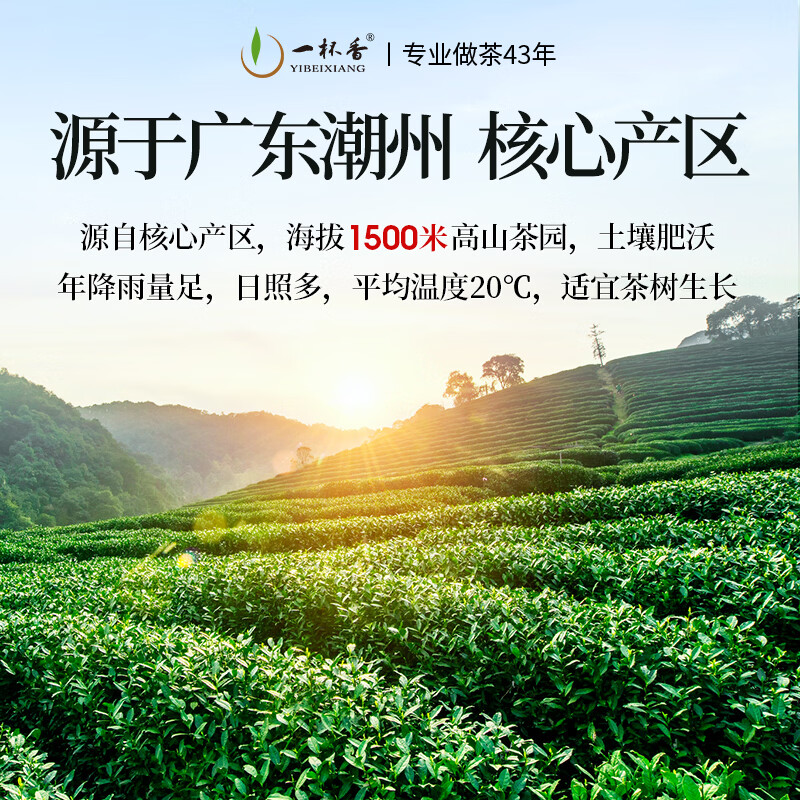 一杯香茶叶潮州乌龙茶凤凰单枞鸭屎香250g礼盒装送礼自己喝散装茗茶