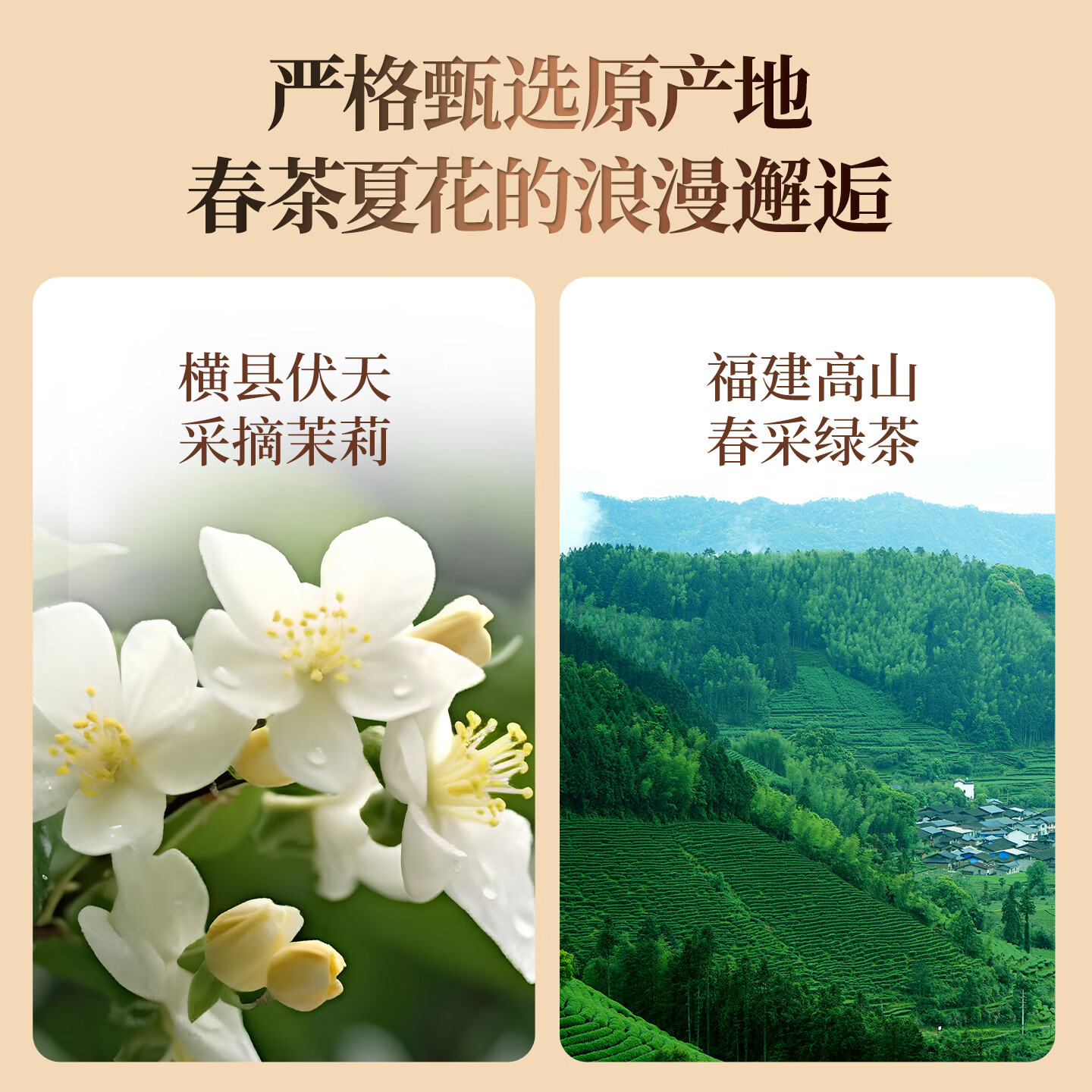 京华18号特级七窨茉莉花茶清香型老北京特色花茶茶叶自己喝口粮茶250g