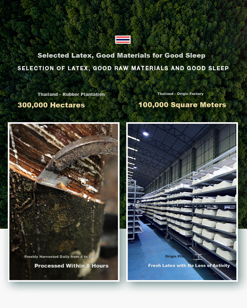 JaCe Natural Latex Mattress Thai Imported Core Latex Mattress 95% Natural Latex Low Noise Zero Pressure 95D 1.5m 6