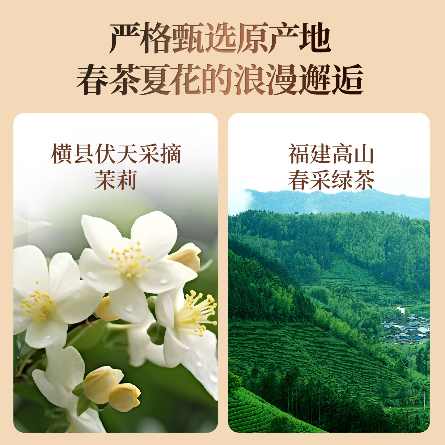 京华12号特级六窨茉莉花茶浓香型老北京特色花茶茶叶自己喝口粮茶250g