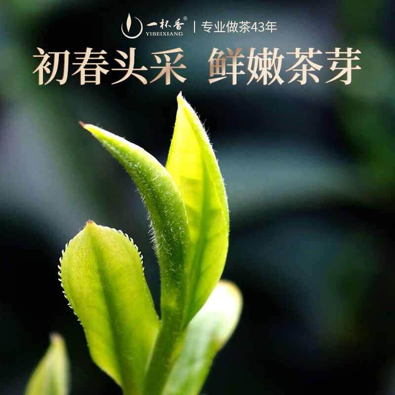 一杯香茶叶红茶金骏眉武夷山特级100g新茶礼盒装高档送礼自己喝古树