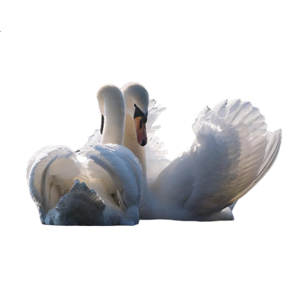 White Image 1