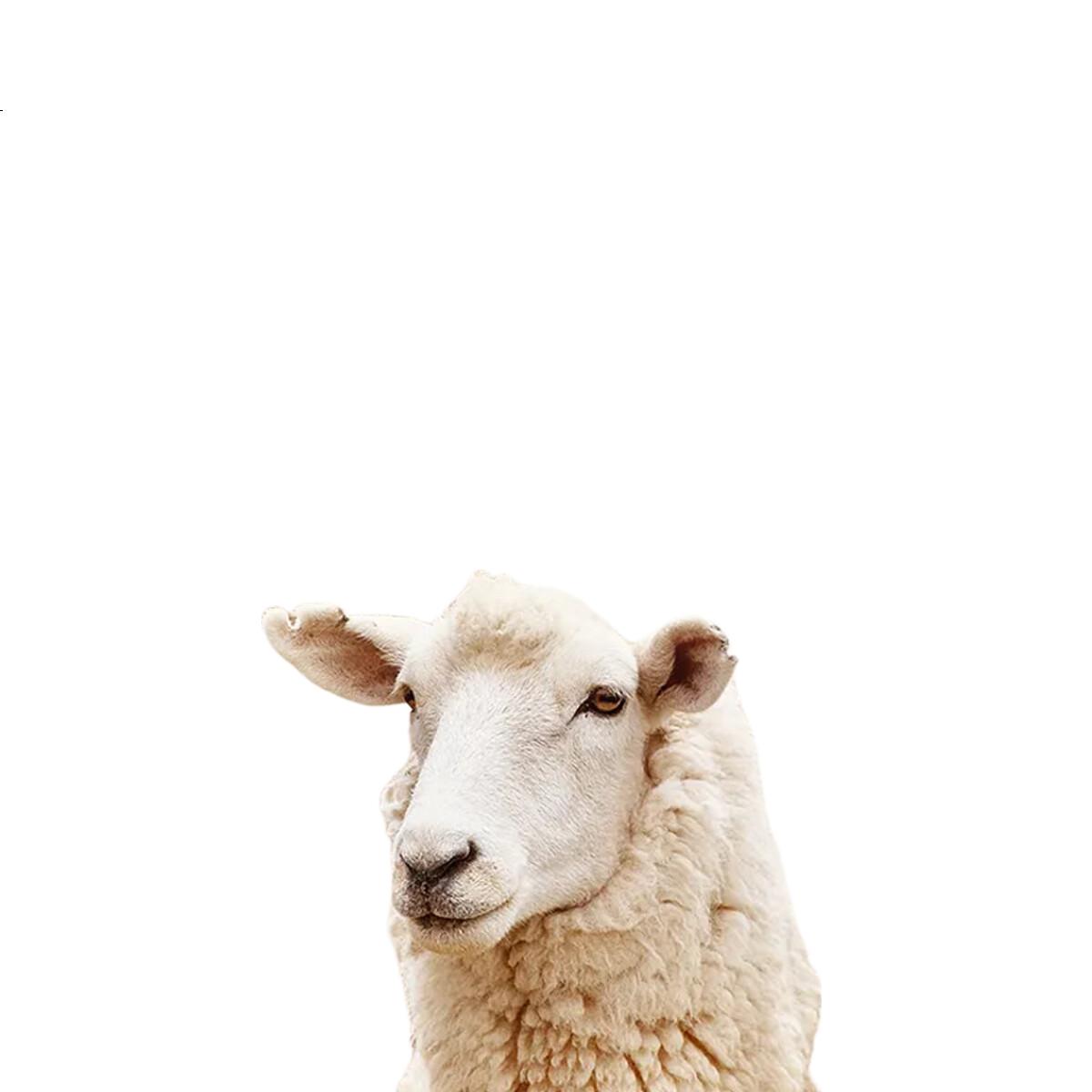 White Image 1