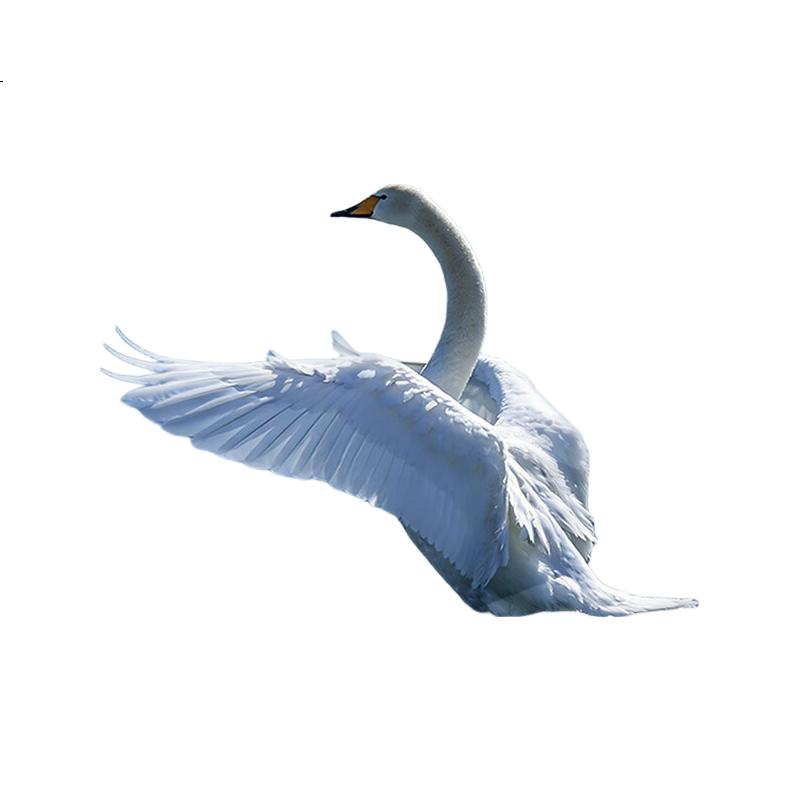 White Image 3
