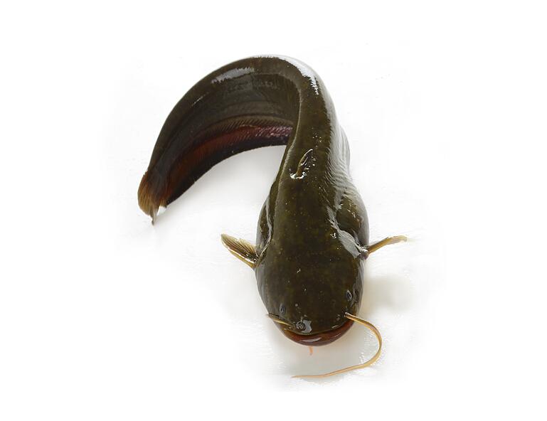 【鲜特莱企业餐饮装 鲶鱼 1kg】鲜特莱 企业餐饮装 鲶鱼 1kg【行情 报