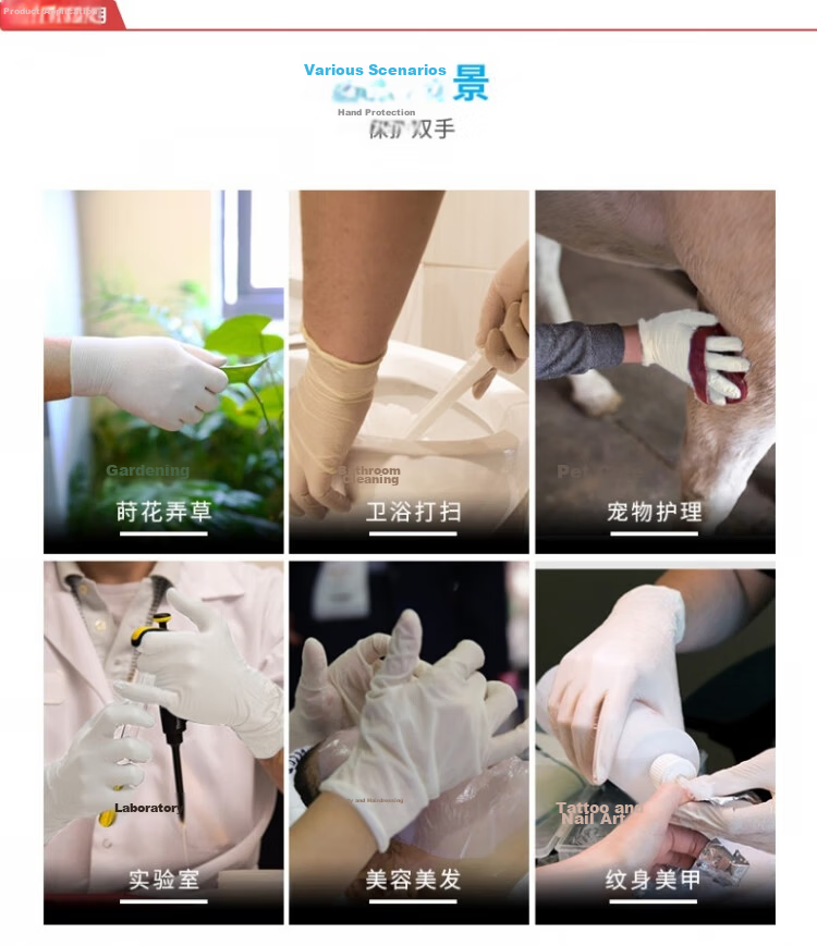 AMMEX Disposable Premium Latex Gloves (Natural White) Powder-Free Medium (CE Certified) 100 pcs/Box XLFRT44100 9