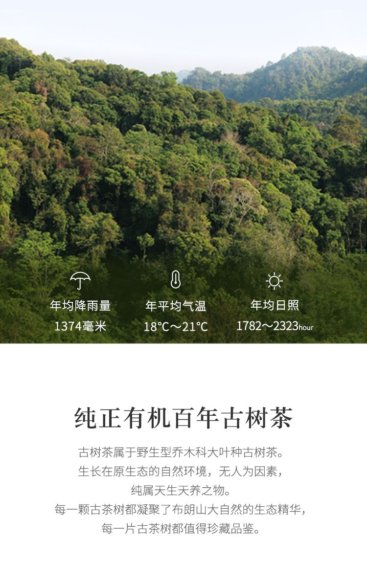 班龙韵熟茶-3.jpg