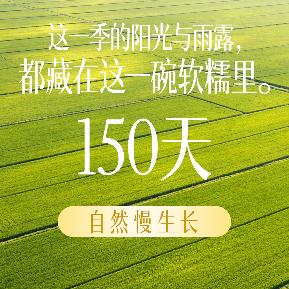 花中花吉林御珍香米 10斤 东北大米 珍珠米香米 10斤真空装