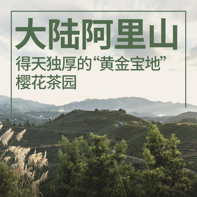 修哲乌龙茶金奖青心台湾高山乌龙清香特级128g茶叶新茶送礼可冷泡