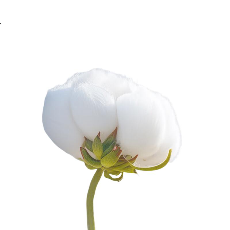 White Image 2
