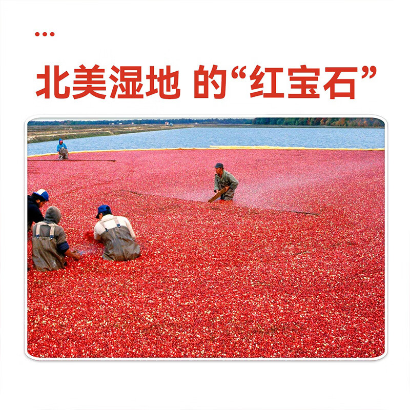 沃隆蔓越莓干140g罐装蜜饯水果干果脯烘焙材料办公室休闲零食