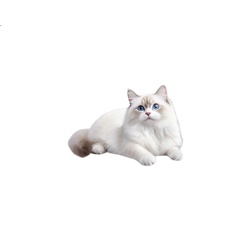White Image 2