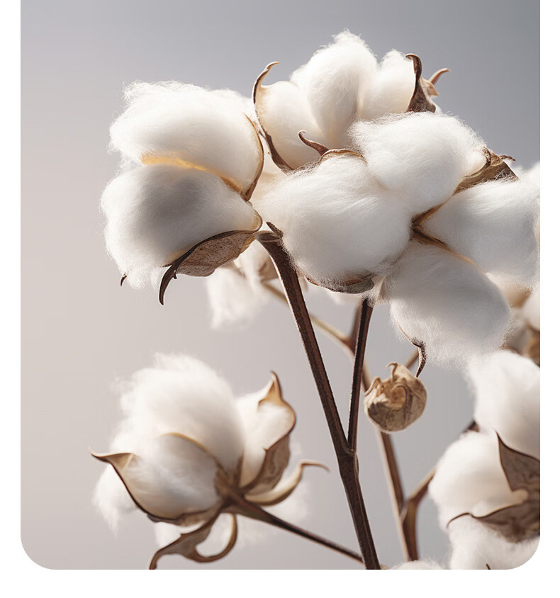 Hongdou Class A Antibacterial Xinjiang Cotton Quilt Core Single Spring and Autumn Quilt Core Air Conditioning Quilt Core 2*2.3m 4 Jin Leaf 7