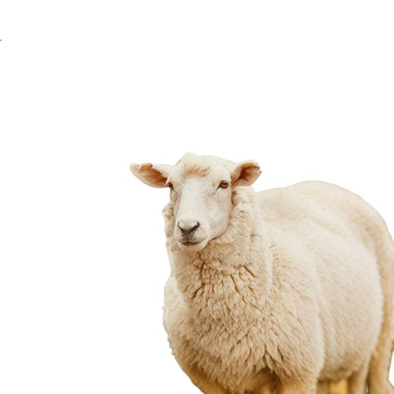 White Image 2