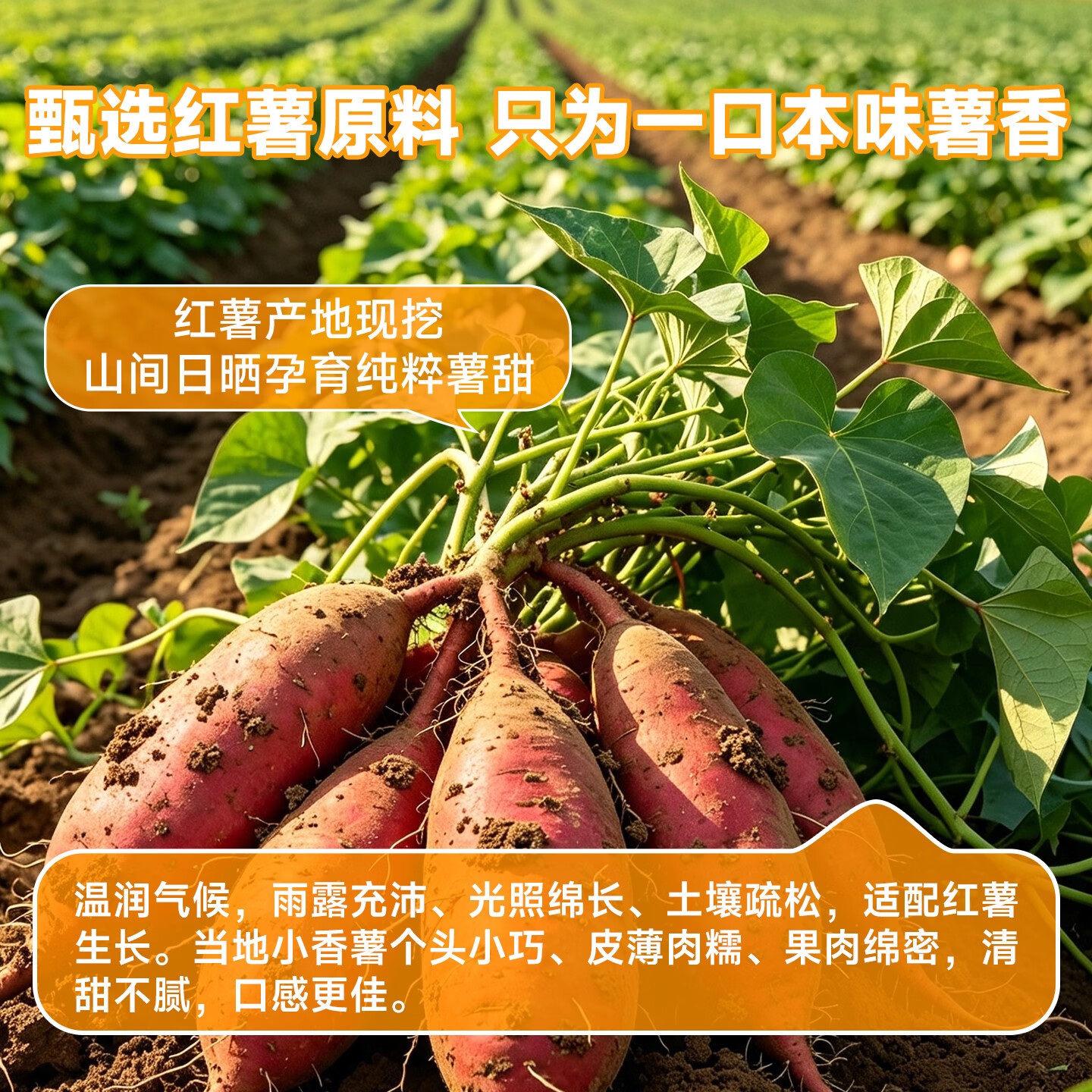 鲜记带皮小香薯500g 农家蒸薯干 番薯红薯干 独立真空包装  零食端午