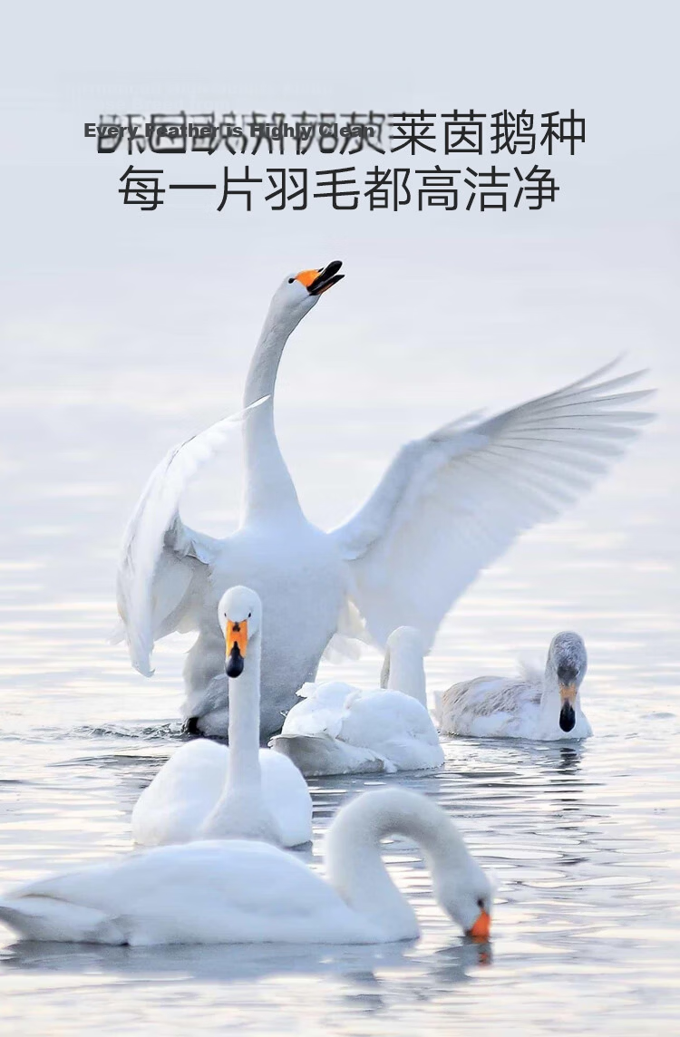 JD Jingzao Hot Sale Five-Star Hotel European White Goose Down Plush Soft Adult Pillow Core Single Medium Pillow 5