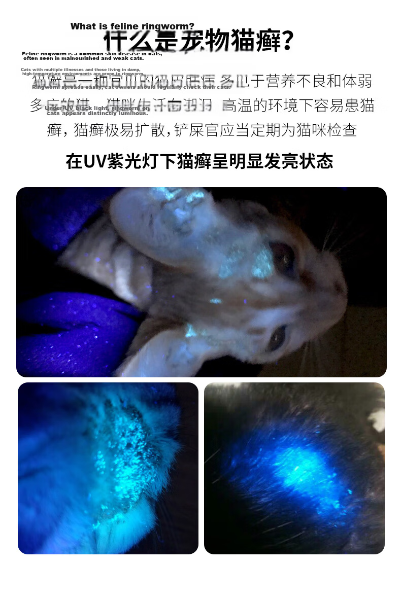 SHENYU Wood's Lamp Cat Ringworm Fluorescence Detection UV Blacklight Purple Light Ultraviolet 365nm Flashlight for Cat Urine and Fungi 3