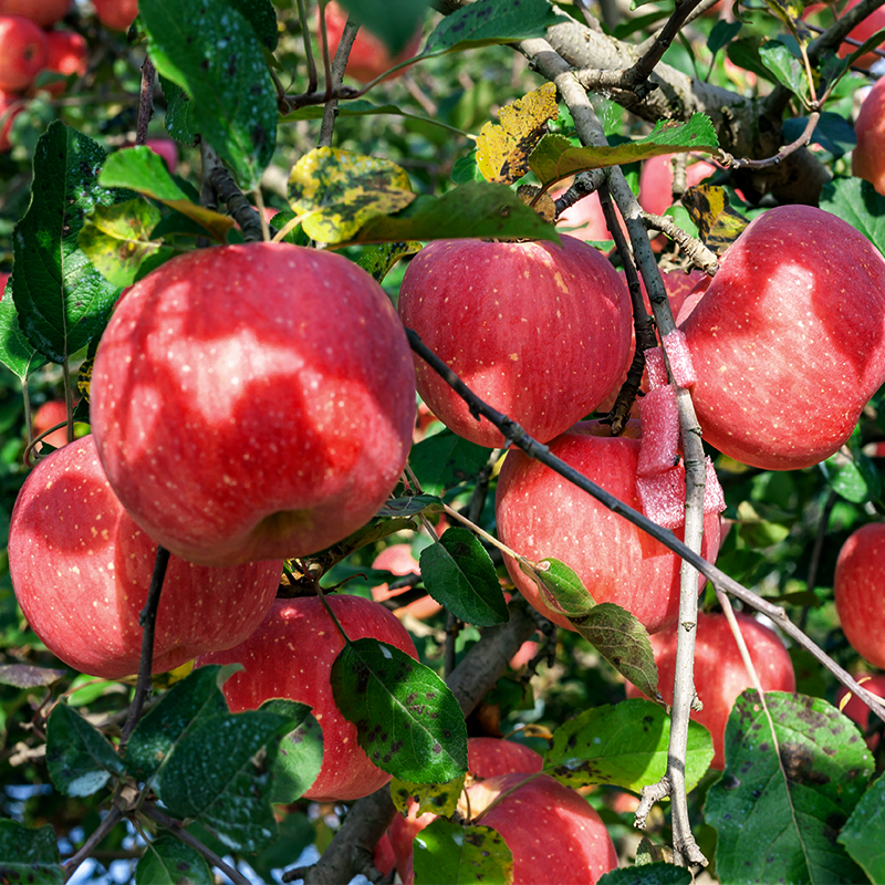 京鲜生 栖霞红富士苹果 净重6.4斤 单果230g+ 生鲜水果