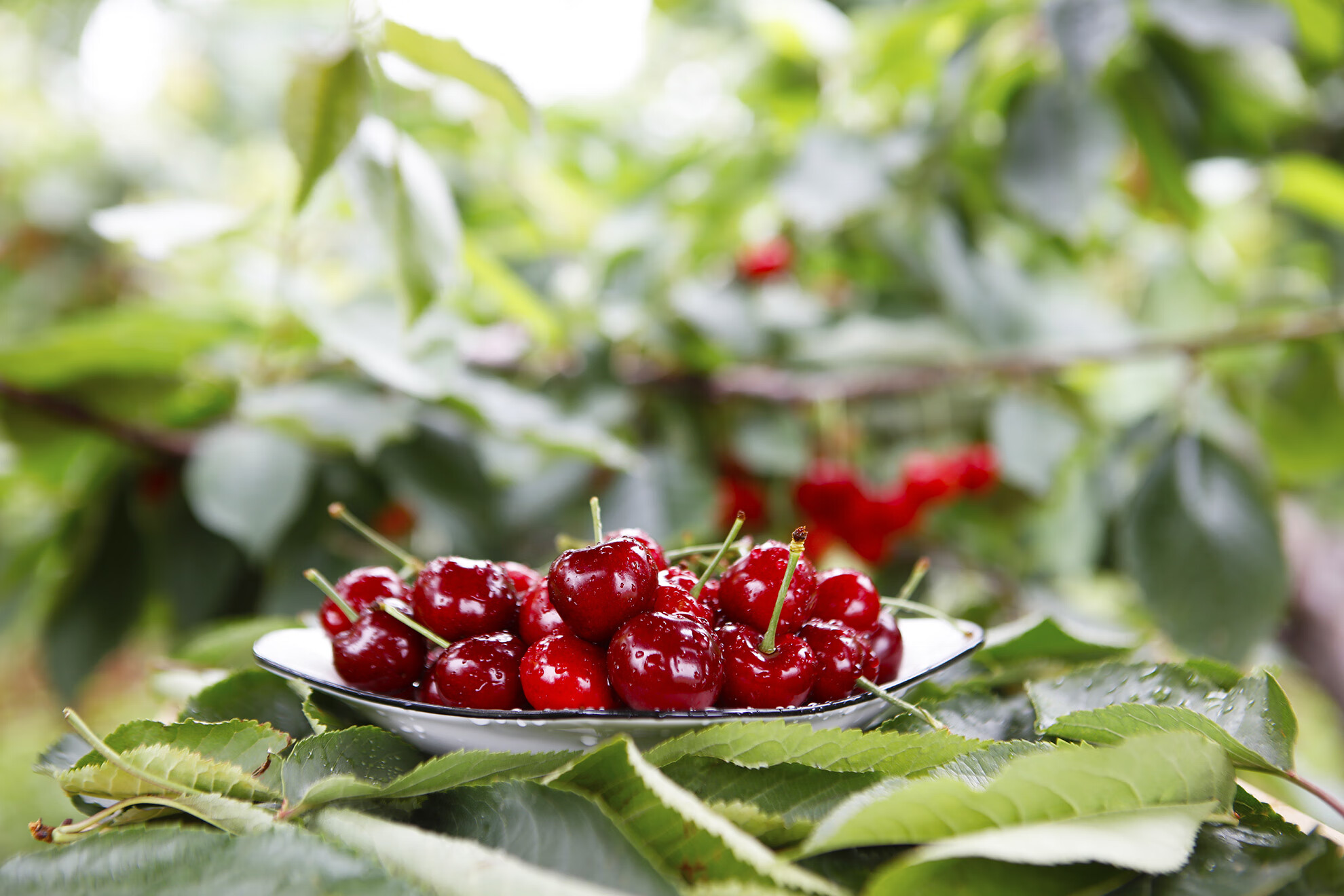 【空运直达】山海关樱韵 美早樱桃 绿色认证 产地直发 现摘现发 新鲜