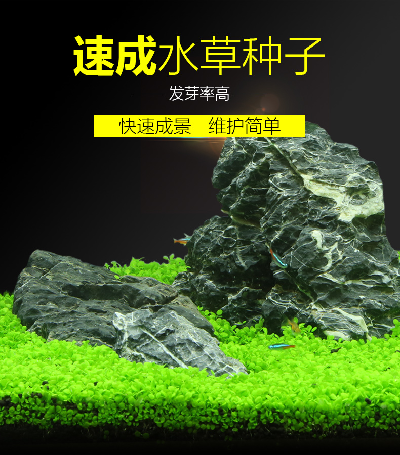 疯狂水草鱼缸造景种子小对叶水草种子水族箱活体种子瓶装 商品详情