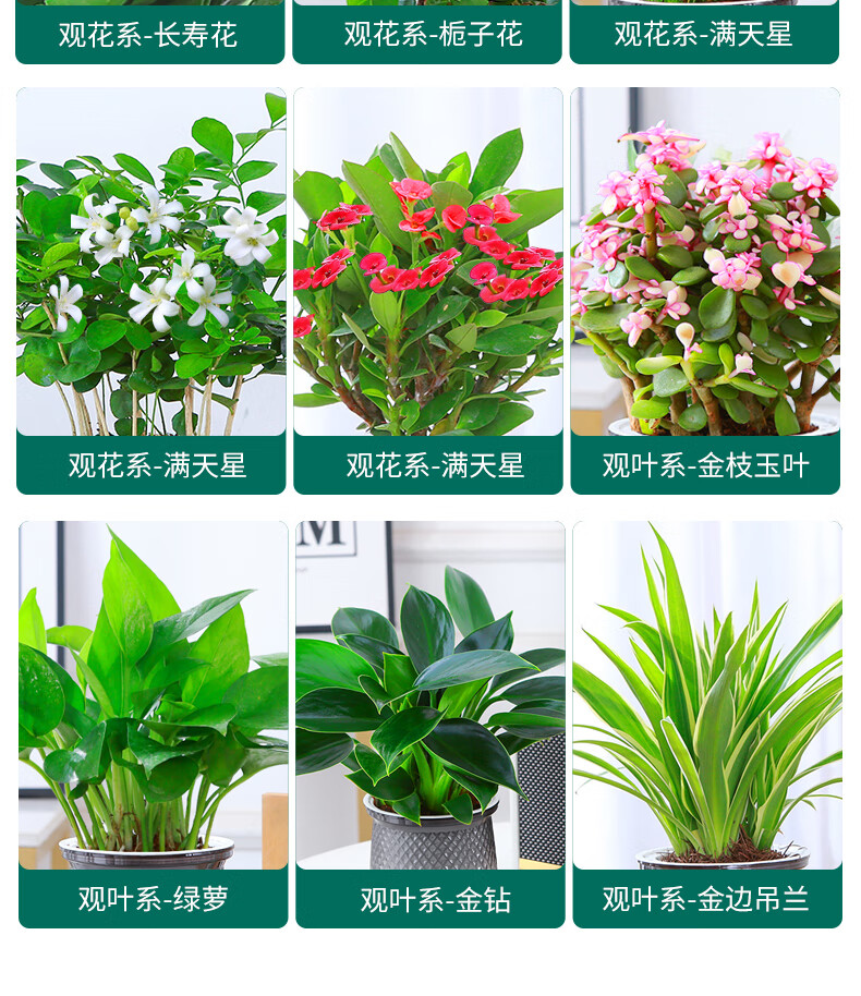 篱趣绿植花卉发财树绿萝栀子花富贵竹室内桌面懒人好养绿植开花盆栽