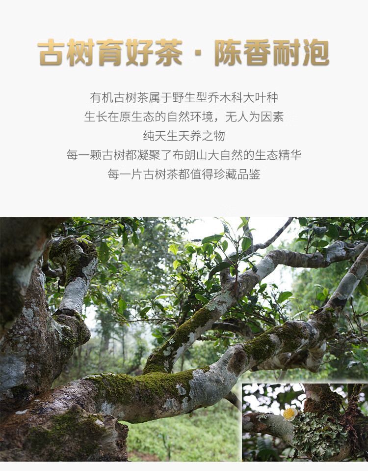 班龙韵200-5.jpg