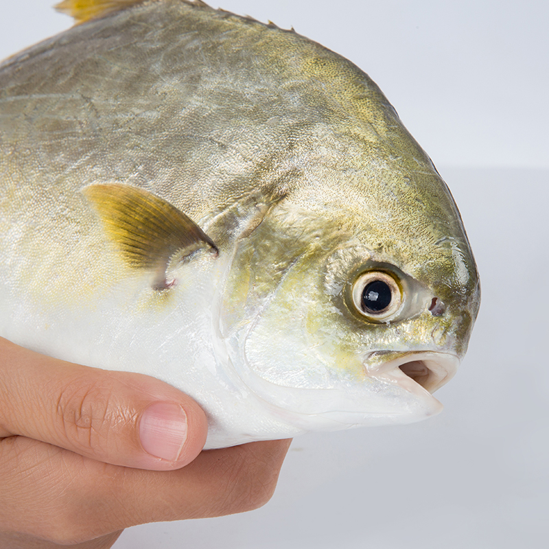 翔泰海南大规格金鲳鱼550g1条海鱼生鲜鱼类火锅 海鲜水产