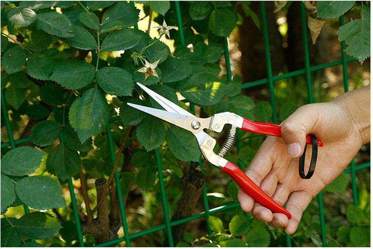 homeglen 葡萄剪刀疏花疏果摘果剪稀果剪盆景修枝园艺园林花枝剪花艺