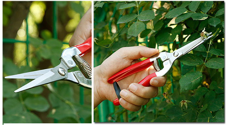 homeglen 葡萄剪刀疏花疏果摘果剪稀果剪盆景修枝园艺园林花枝剪花艺