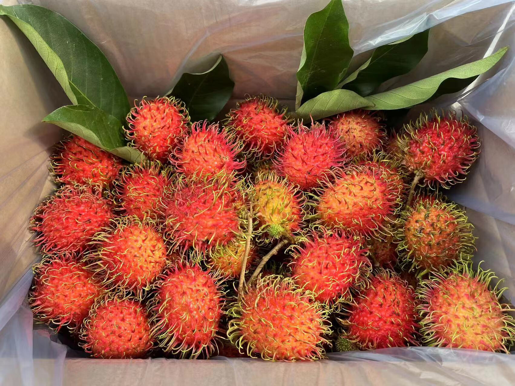 【顺丰空运】海南保亭7号红毛丹国产毛荔枝当季新鲜热带水果礼盒 3斤