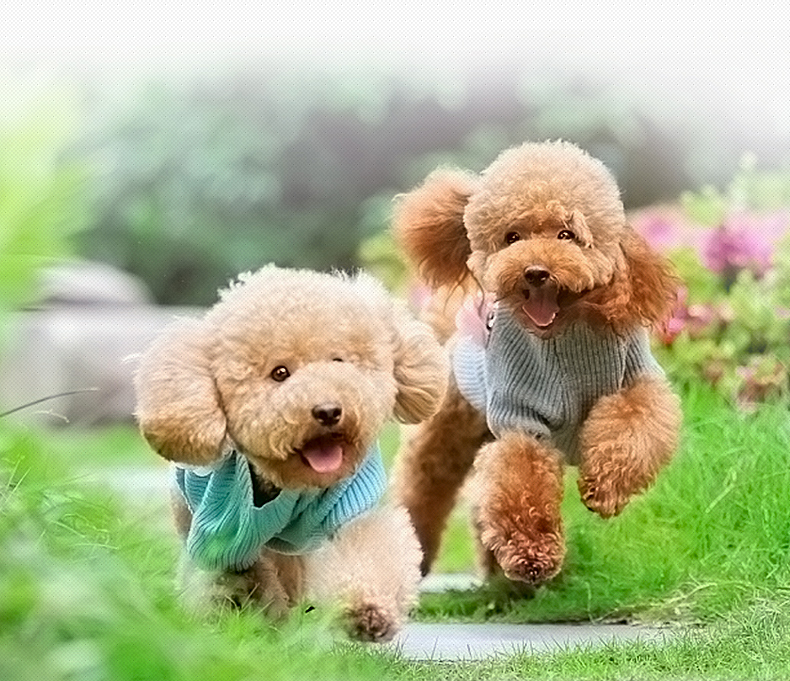 【京东joy联名款】伯纳天纯（Pure&Natural）宠物狗粮 鸡肉樱桃小型犬全价成年犬粮 2kg-京东