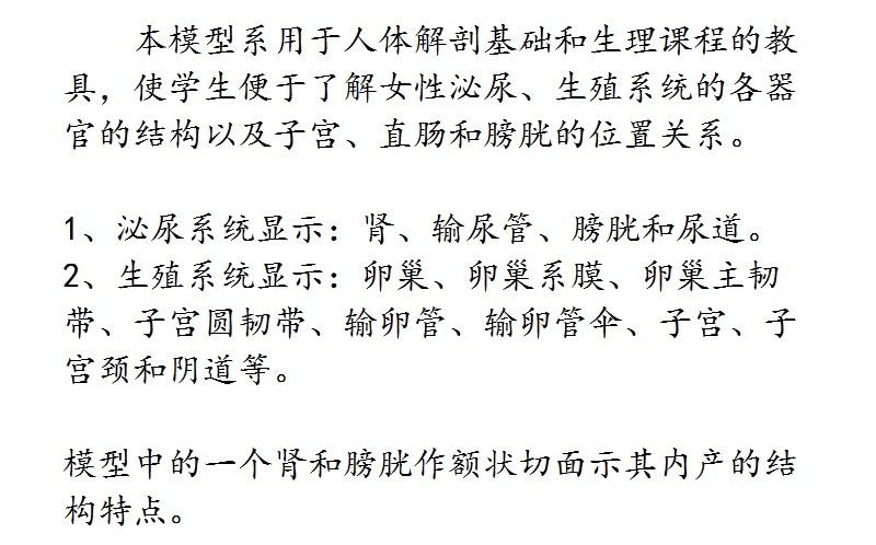 女性泌尿生殖系统模型 自然大 j3312初高中子生物实验教学仪器材
