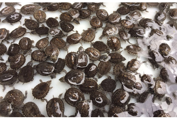 易萌 乌龟活体 深水麝香龟 宠物观赏龟 清洁龟 吃鱼粪垃圾 5-7cm 1只