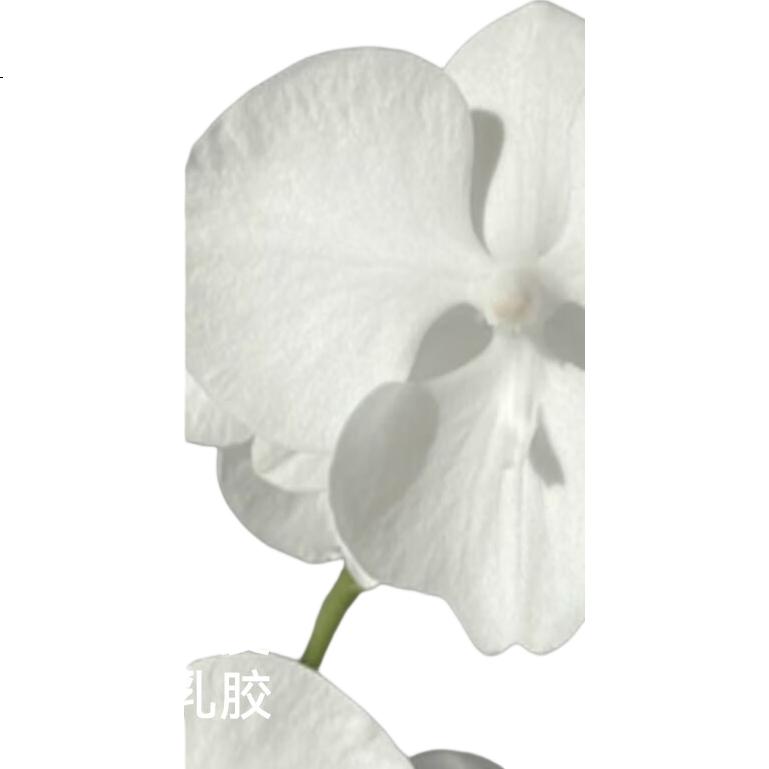 White Image 3