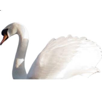 White Image 2