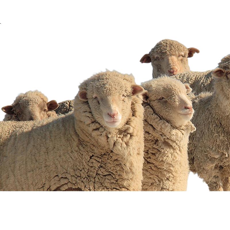 White Image 3