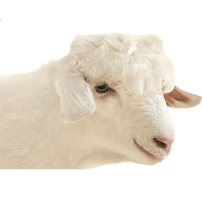 White Image 2