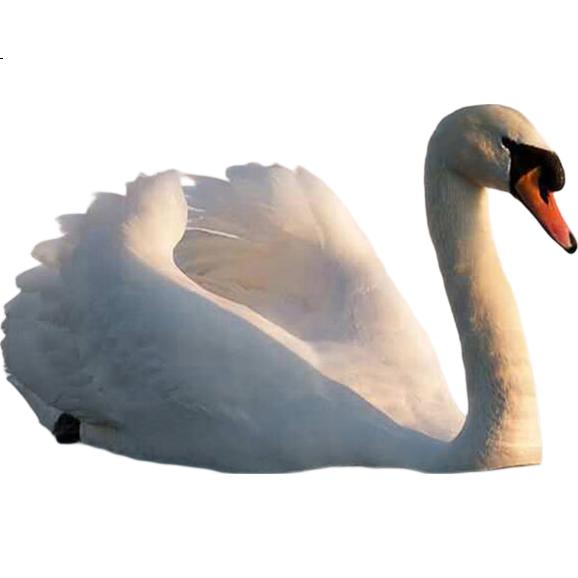 White Image 1