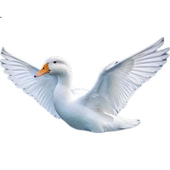 White Image 2