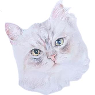 White Image 2