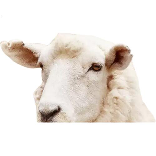 White Image 1