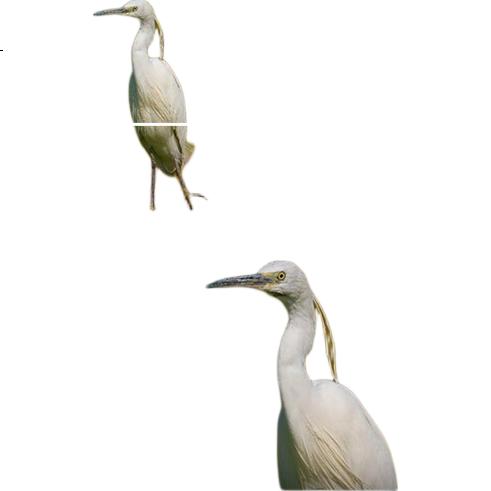 White Image 1