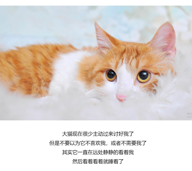 品牌故事-猫_06.jpg