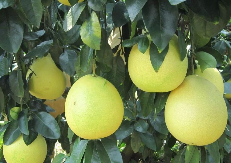 水果 柚子 果尝恋 果尝恋 梅州红蜜柚 大果 2个 4-5斤      天然水果