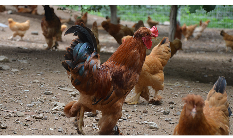 百年栗园 北京油鸡公鸡 1000g/袋整只装 散养公鸡鸡肉 散养日龄90天