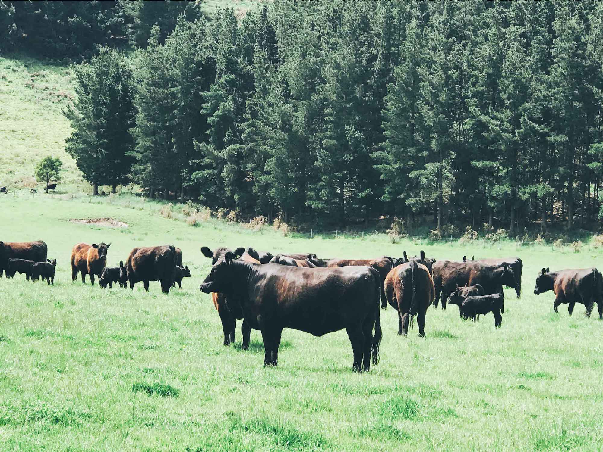 神泽 新西兰m5嫩肩牛排 200g 2-3片装 谷饲安格斯 进口原切牛排_366
