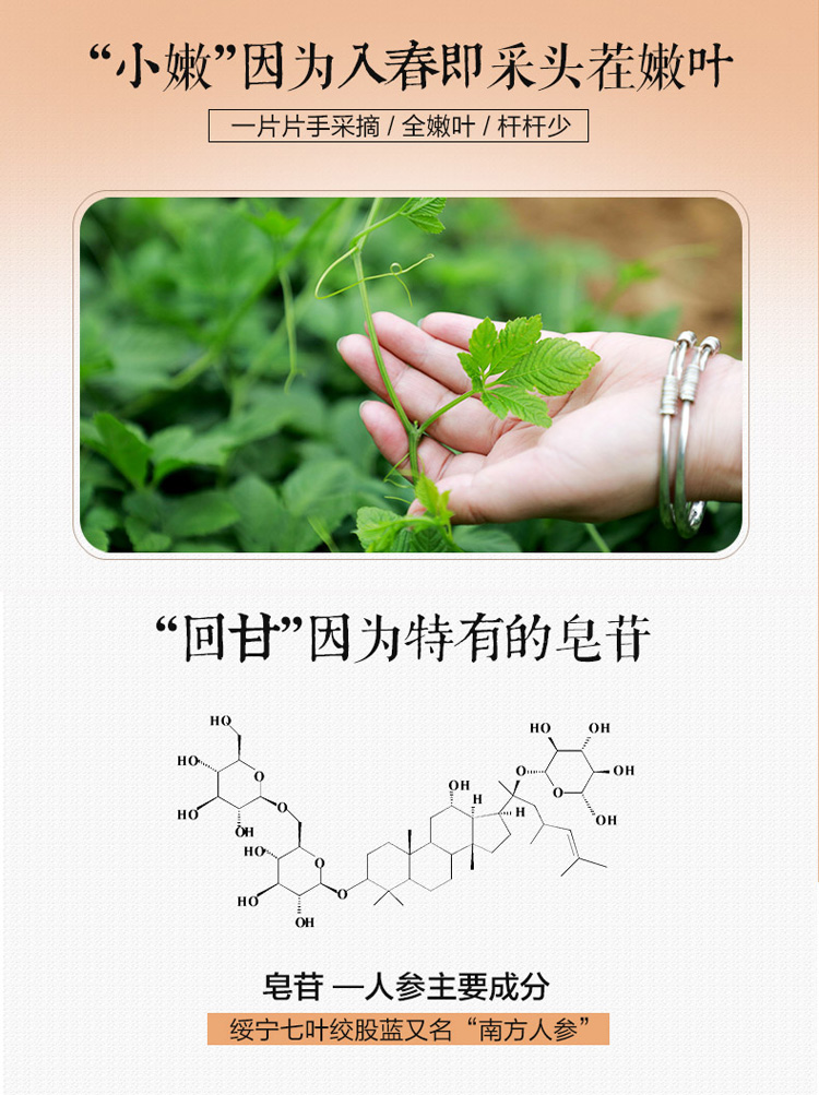 绞股蓝详情_07.jpg